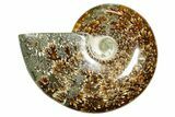 Polished Ammonite (Cleoniceras) Fossil - Madagascar #365067-1